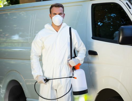 Common Pest Control Services You Didn’t Know You Needed for Your Texas Home