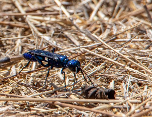 Cricket Hunter Wasp