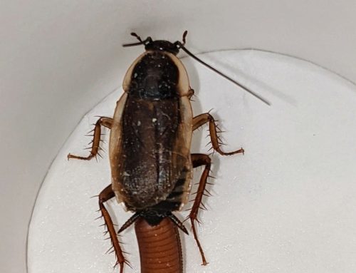 Cockroaches in Texas