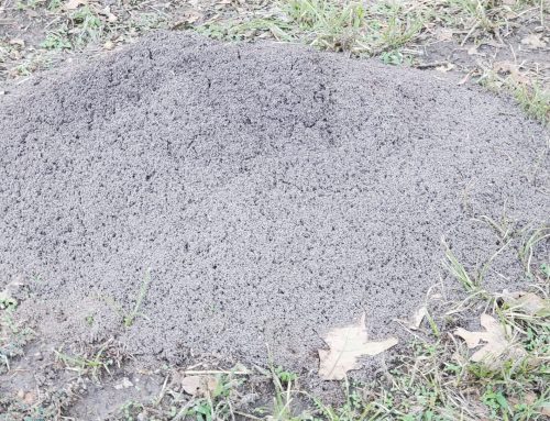 Treating Fire Ants in the Lawn