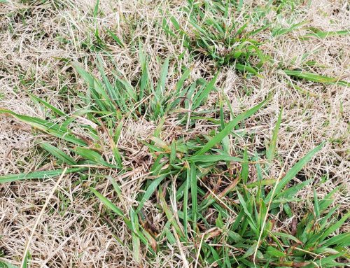 Why Does My Lawn Have Weeds?