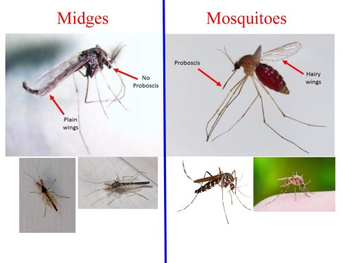 Midge or Mosquito?