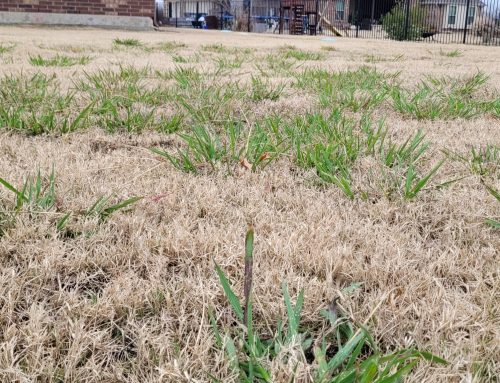 What you need to know about Dallisgrass
