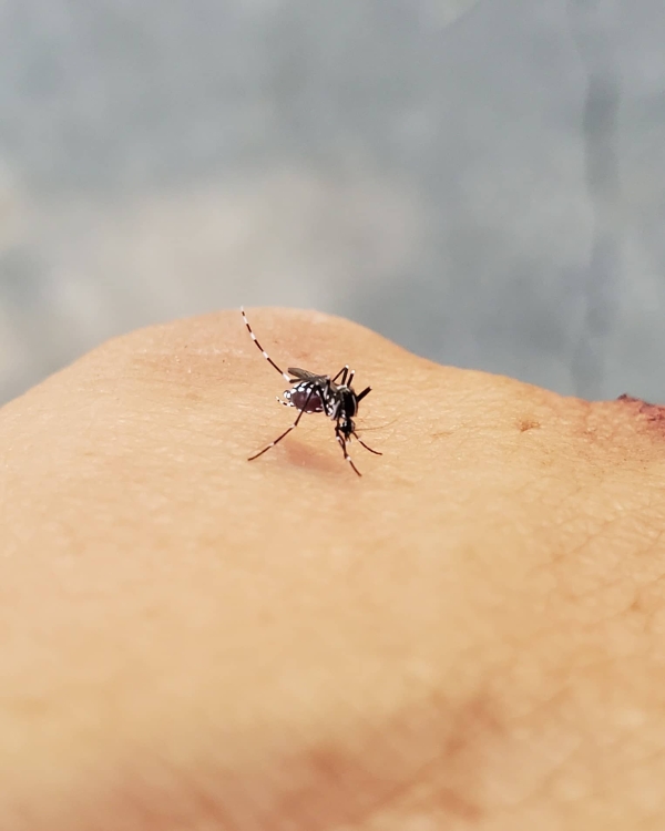Mosquito on a hand